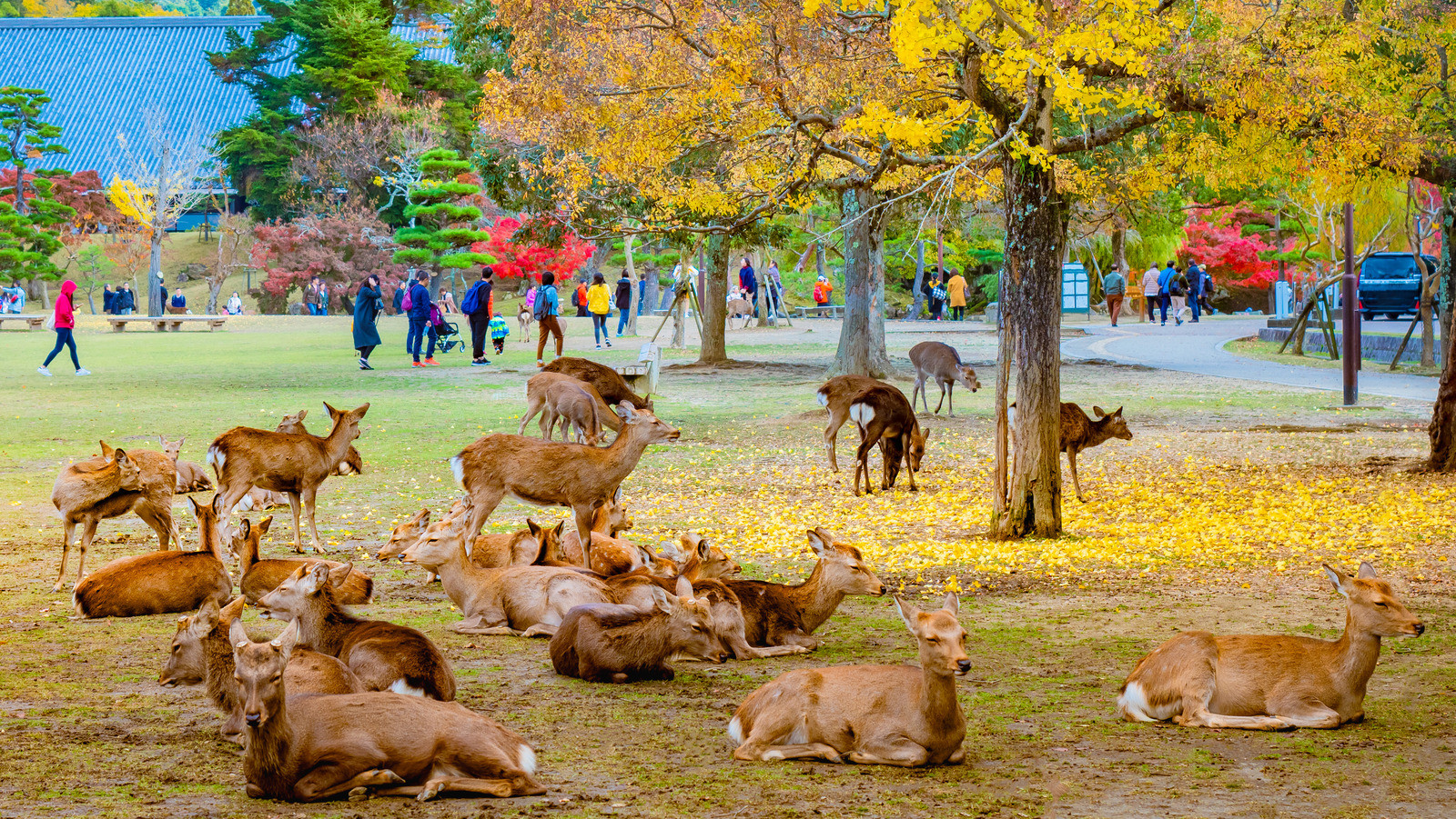 Nara Park