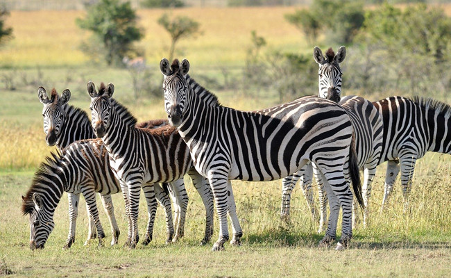 Dinokeng Game reserve  Half Day Tour With Lunch(Minimum 2 Guests)