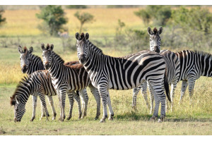 Dinokeng Game reserve  Half Day Tour With Lunch(Minimum 2 Guests)